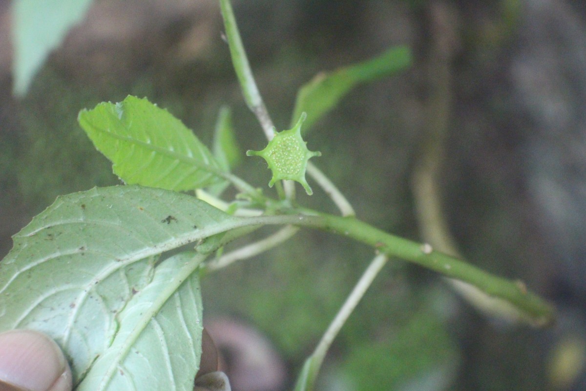 Dorstenia indica Wight